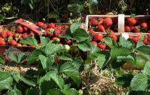 Na samosběr jahod už i do Skrbeně. Místní jahodárna otevře ještě tento týden