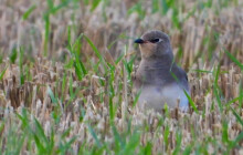 Vzácné druhy na Moravě. Ornitologové zaznamenali i orla stepního