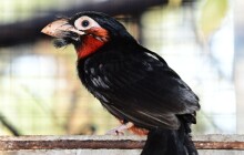 Vousák senegalský má první mládě. Zoo Olomouc s jejich chovem začla před 8 lety