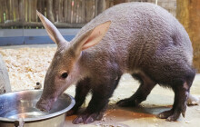 Úspěch olomoucké zoo. Jako jediná odchovala letos mládě hrabáče kapského