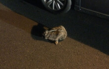 Vystrašeného zajíce chytali strážníci. Letos už odchytli víc než 500 zvířat