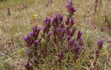 Ohrožená podzimní krása. Na Červenohorském sedle právě kvetou vzácné hořečky