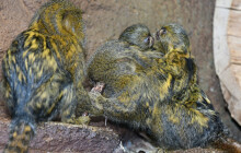 Nejmenší opice světa má dvojčata. Olomoucká zoo přivítala kosmany