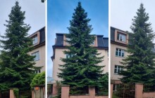 Olomouc má vánoční smrk. Letos bude strom přímo z Olomouce 