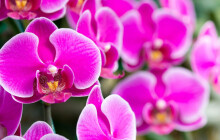 Akce na víkend: Výstava orchidejí a Simona Stašová v Metropolu