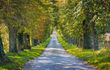 Hejtmanství podpořilo výsadbu stromů, v dotačním programu uspělo víc než 30 žadatelů