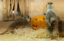 Večer duchů i pro obyvatele zoo. Dýňobraní si užili všichni