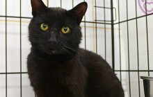 Myšilov Ragnar je v útulku už skoro čtyři měsíce. Pomůžete kocourkovi najít domov?