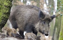 Myslivci v okolí Hluboček ulovili 200 divokých prasat, víc než loni