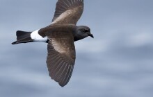 Hnízdí na Antarktidě, do republiky ho zanesla bouře. Buřníček žlutonohý poprvé v ČR