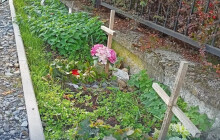 Highlighty týdne: Osud Jiskrových kasáren, skauti s florbalkou a hřbitov zvířat