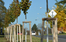 Tabulový vrch se zazelená. Město nechalo vysadit stromořadí