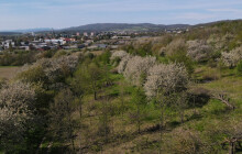 Sad uspali, ale jen na zimu. Založili spolek a navazují na práci šternberského nadšence