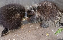 Chovají urzony už 15 let. V Zoo Olomouc už odchovali 14 mláďat