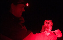 CHKO eviduje nové sovy. S jejich ochrannou pomáhá kroužkování i monitoring budek