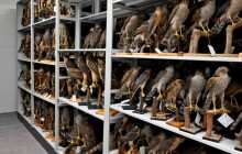 Ornitologická stanice otevře příští týden. Po tříleté rekonstrukci