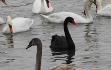 VIDEO: Na Přerovsko přilétla labuť černá. Podívejte se