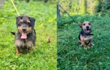 Týraní psi z Němčic hledají domov. Naději na lepší život jim dal útulek Voříšek