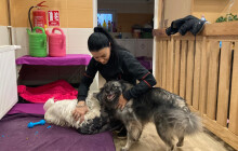 Není to jen práce, týraní psi jsou moje srdeční záležitost, říká provozní psího domova