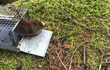 Myšice a norníci. Koho potkáte na území CHKO?