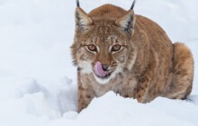 FOTO: Zoo zapadla sněhem. Podívejte se, jak to zvířatům sluší