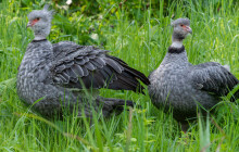 VIDEO: Po třech letech další malý křikloun. Zoo slaví odchov čáje obojkové