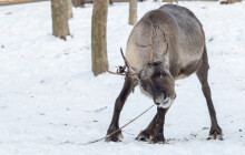 Sobi ze zoo se k Santovi nepřidají. Samec pářil hned 10 samic