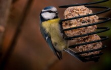 Špatná potrava může ptákům ublížit, dokonce je zabít. Jak krmit?