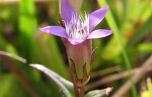 V bývalém lomu na Jesenicku letos vykvetly tisíce vzácných hořečků