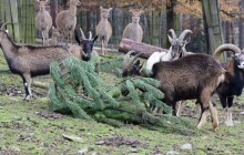 Vánoční stromky do zoo? Zvířatům mohou ublížit