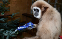 Jak prožívají Vánoce zvířata ze zoo? Na Štědrý den hledali dobroty v dárcích