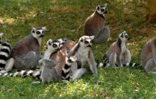 Oblíbená Zooinventura se vrací! Spočítejte zvířata v olomoucké zoo