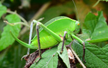 Prvním letošním přírůstkem v olomoucké zoo je obří kobylka z Nové Guineje