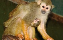 Mládě kotula se na svět dostalo díky císařskému řezu. Zoo Olomouc vítá mládě