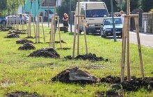Nové stromy pro Šumperk. Město vysadilo 109 dřevin