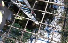 Spadl do staré šachty. Psa ze čtyřmetrové hloubky vytáhli až hasiči