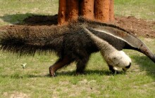 Byl prvním samcem mravenečníka v Zoo Olomouc. Samec Sylvin uhynul