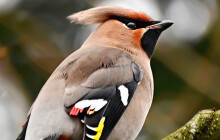 Vzácní ptáci přilétli po dlouhé době. Brkoslavy zahlédnete i v parku