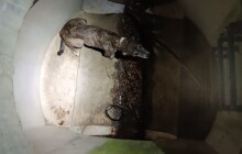 Tři týdny bez jídla a vody. Fredieho uvízlého v šachtě vysvobodili strážníci