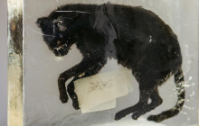 Mrtvou kočku skryje roleta. Přerované hlasovali pro zakrytí díla