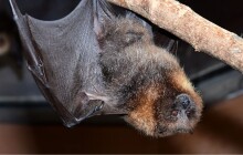 Pavilon netopýrů má nové posily. Zoo Olomouc má tři nové samce