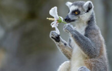 Krmení podražilo o víc než milion. Největším labužníkem jsou drápkaté opičky