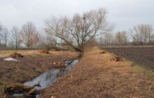 Roste jen na třech místech v republice. Jedním jsou Hrdibořice na Prostějovsku