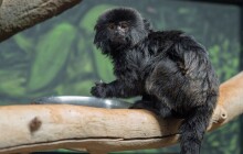 Zoo Olomouc je chová od roku 1997. Teď tvoří nový pár