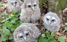 Puštíci vládnou Pomoraví. Loni v místních lesích vyvedli rekordní počet mláďat