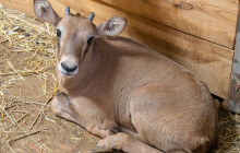 Oryxům se v Olomouci daří. Od začátku roku se narodilo 8 mláďat