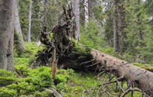 Mají dohromady víc než 400 let. Nejstarší stromy v Jeseníkách pochází z konce 18. století