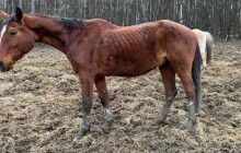 Dvacet zubožených koní má neléčené podlomy, parazity a infekce. Věc řeší policie