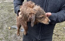 Štěňata, jehňata i ovce choval v otřesných podmínkách. Ovce měly jako krmení těstoviny