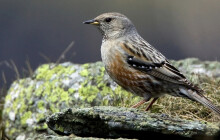 Zalétli až k turistické stezce. V Jeseníkách pozorují vzácný druh pěvušek
